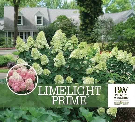 Гортензия метельчатая Лаймлайт Прайм (Hydrangea panic. Limelight Prime)