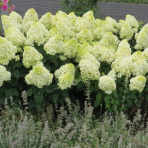 Гортензия метельчатая Лаймлайт (Hydrangea paniculata Limelight)